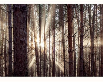 10 cartes postales « Forest & Trees » dans un ensemble ou individuellement