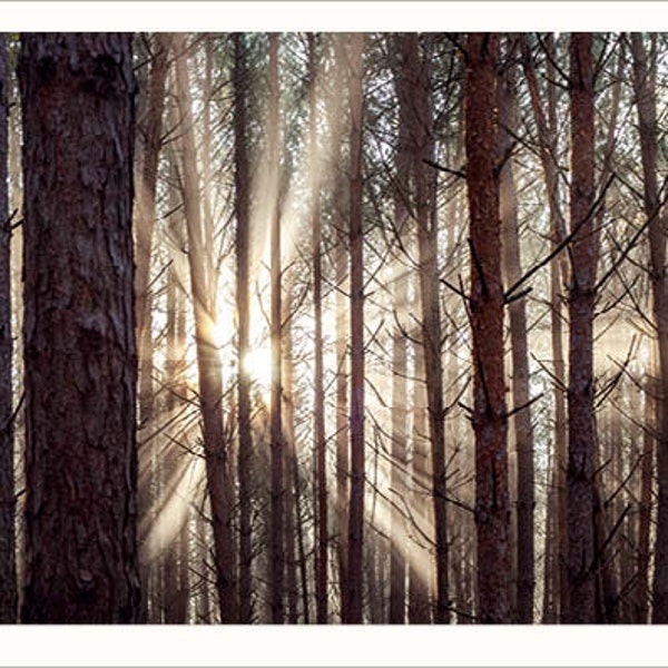 10 Postkarten "Wald & Bäume" im Set oder einzeln