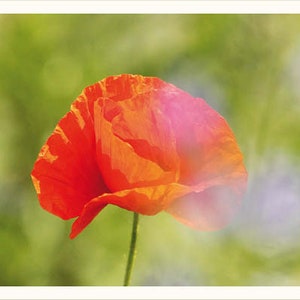 Card "Poppy"