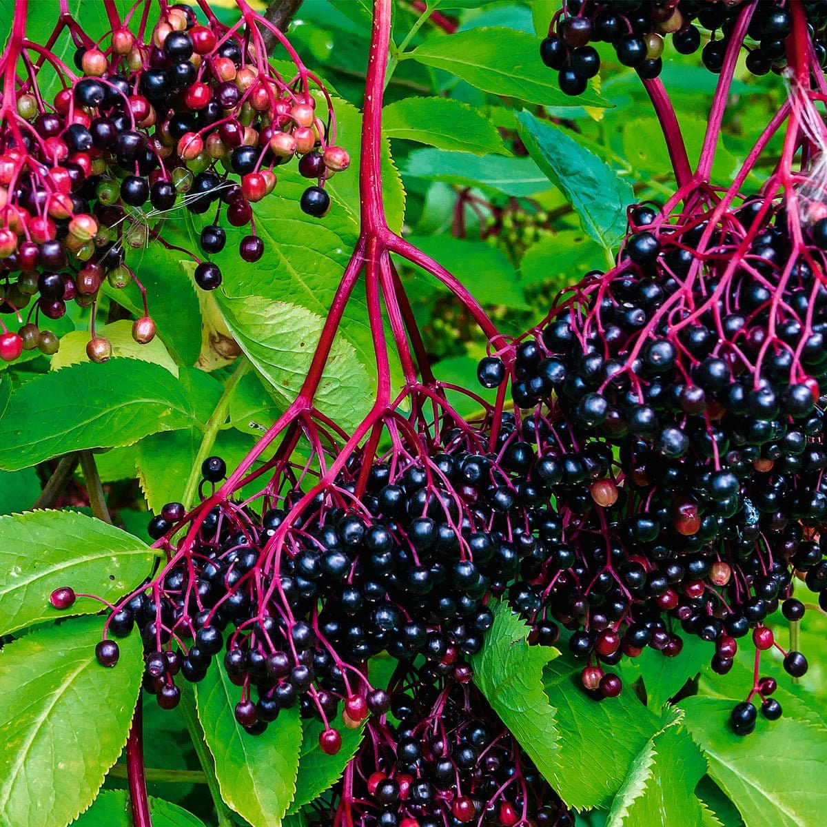 100 Organic Elderberry Dried Wild Sambucus Elder Berries Etsy