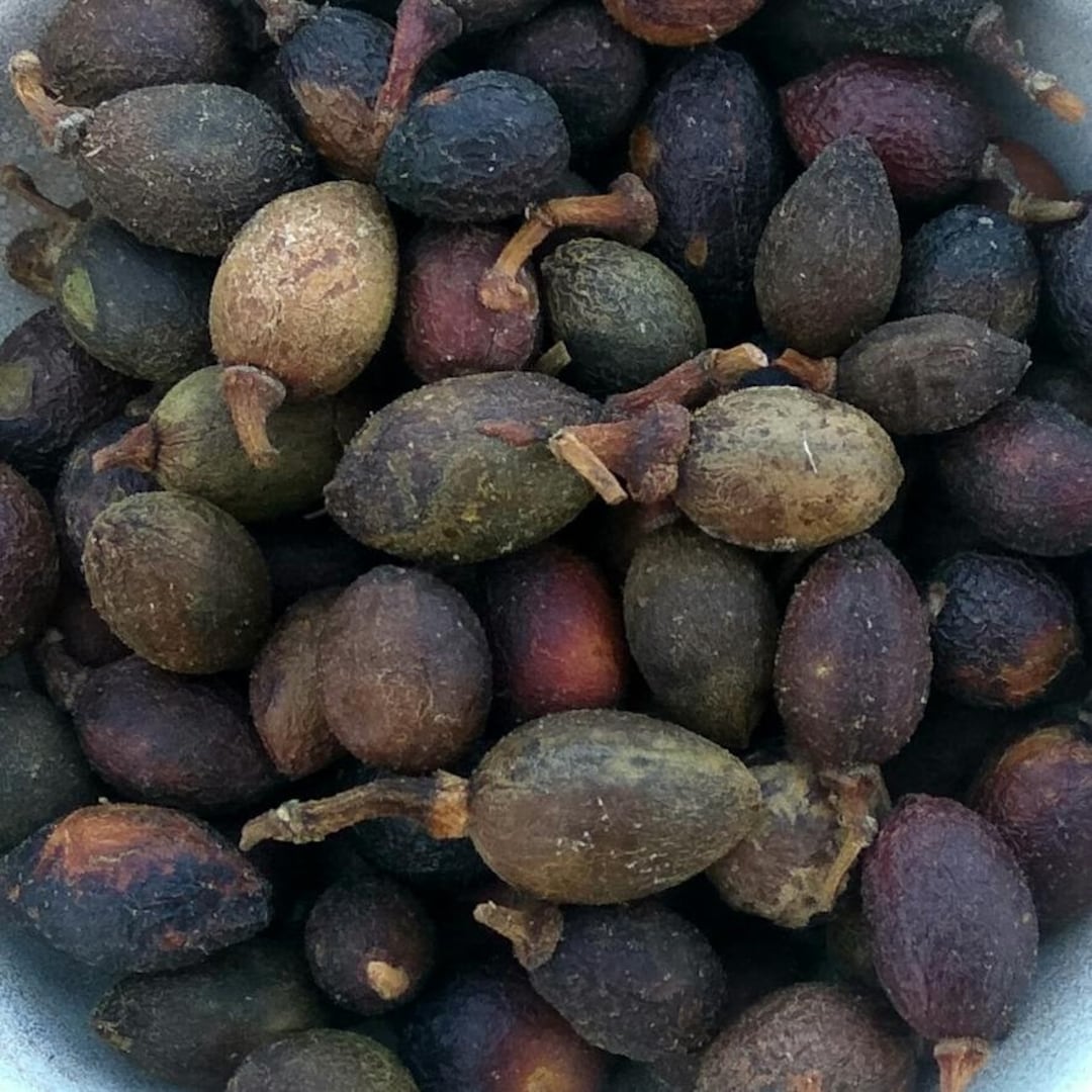 Laurel Berries laurus Nobilis Dried Laurel Berries, Laurel Berry Etsy