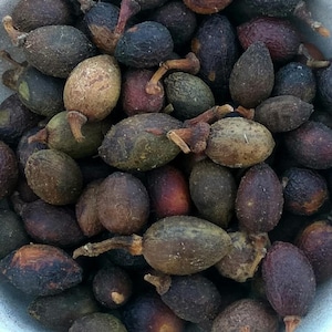 Bagas de louro (Laurus Nobilis) - Bagas de louro secas, bagas de louro