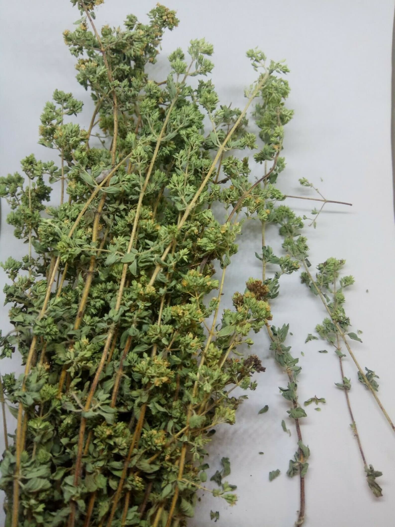 Orégano de Calidad Superior Origano Mediterráneo Elegido a Etsy