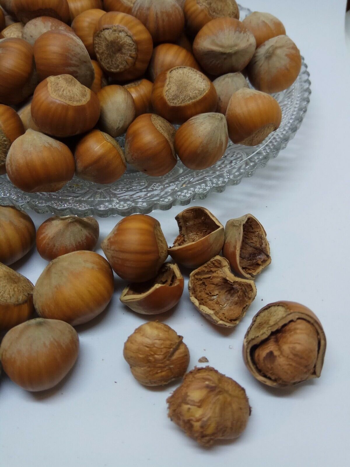 European Hazelnuts in Shell corylus Colurna Genuine Fresh Etsy