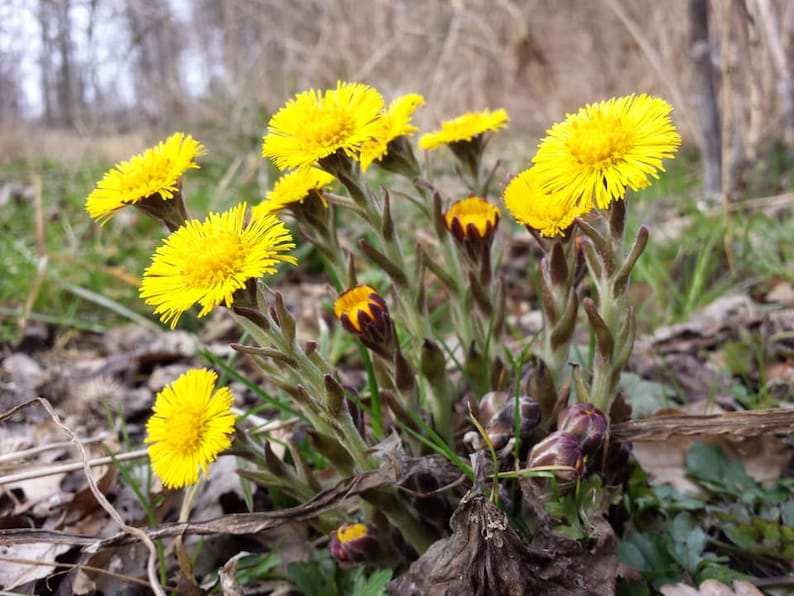 Coltsfoot Flower Tussilago farfara, Dried Flowers, Cough-wort tea image 2