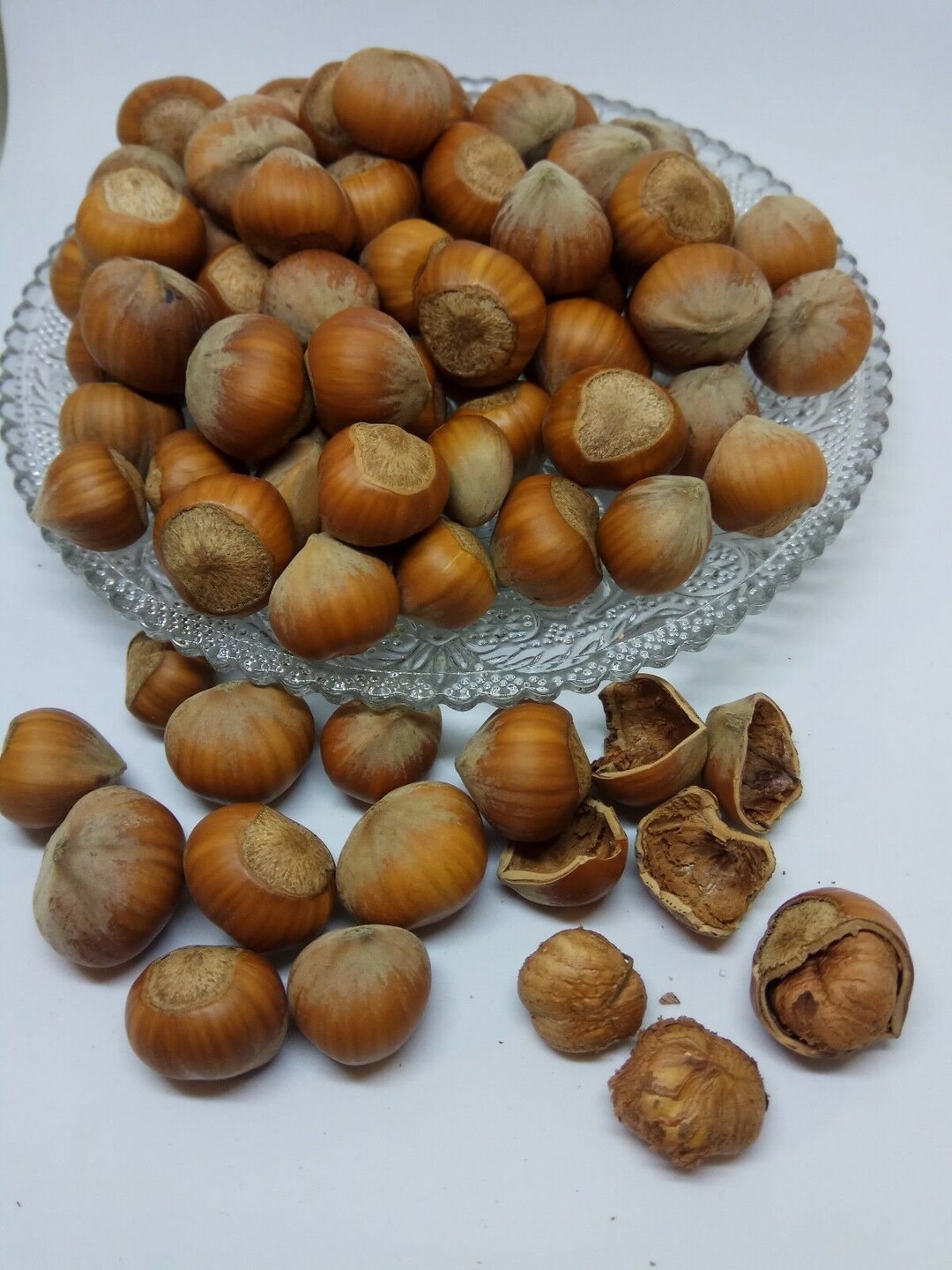 European Hazelnuts in Shell corylus Colurna Genuine Fresh Etsy