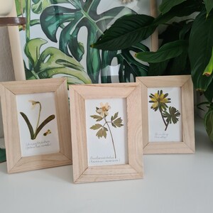 Könnte beinhalten: Drei rechteckige, helle Holzrahmen mit gepressten Blumenexemplaren auf weißem Hintergrund. Jeder Rahmen zeigt eine andere botanische Pflanze mit handschriftlichen wissenschaftlichen Namen in schwarzer Tinte unter der Flora.