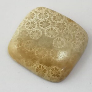 Fossile Koralle Oval Form Cabochon Lose Edelstein Handgemacht 40 Karat 26x24x6 MM Für Schmuckherstellung, Zum Großhandelspreis
