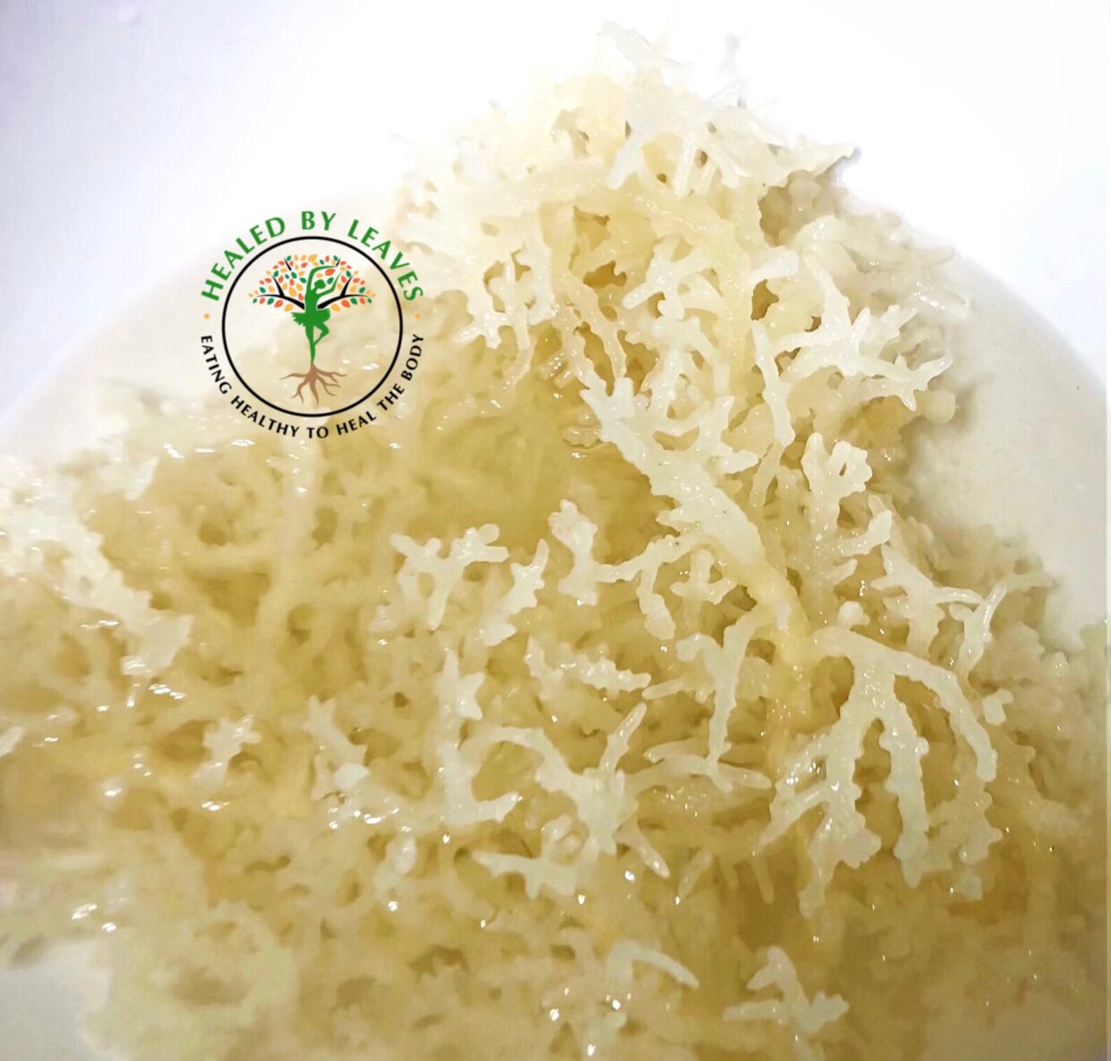 Raw Dried Sea Moss Etsy raw-dried-sea-moss-etsy