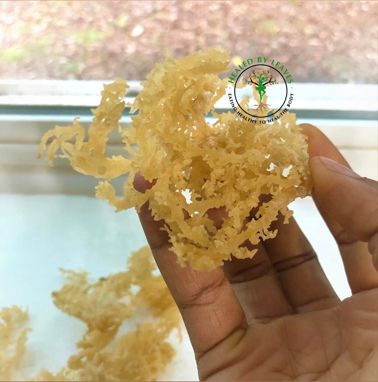 Raw/Dried Sea Moss Etsy