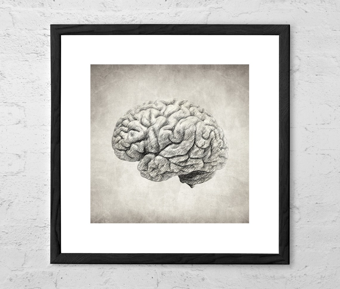 Brain Drawing Art Print Anatomy Art Anatomical Art | Etsy