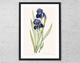 Iris Germanica Botanical Print – Pierre-Joseph Redouté Vintage Flower Poster, Antique Botanical Wall Art, Floral Home Decor