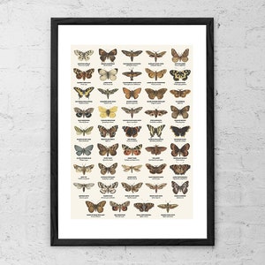 Vlinders en motten Art Print vlinders kunst aan de muur vintage vlinder print insecten grafiek biologie poster Home decor antieke entomologie cadeau