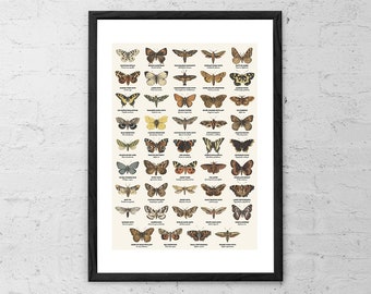 Butterflies and Moths Art Print Butterflies Wall Art Vintage Butterfly Print Insect Chart Biology Poster Home Decor Antique Entomology Gift