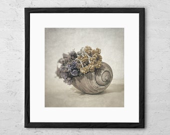 Seashell - Art Print - Still Life - Seashell Art - Seashell Wall Decor - Beach Decor - Vintage Coastal Wall Art - Fine Art Photography Gift