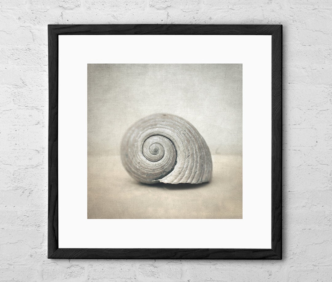 Seashell - Art Print - Beach Cottage Decor - Coastal Wall Art ...