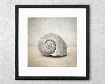 Seashell - Art Print - Beach Cottage Decor - Coastal Wall Art - Seashell Print - Seashell Decor - Sea Life Art - Nautical Gift - Beach Decor