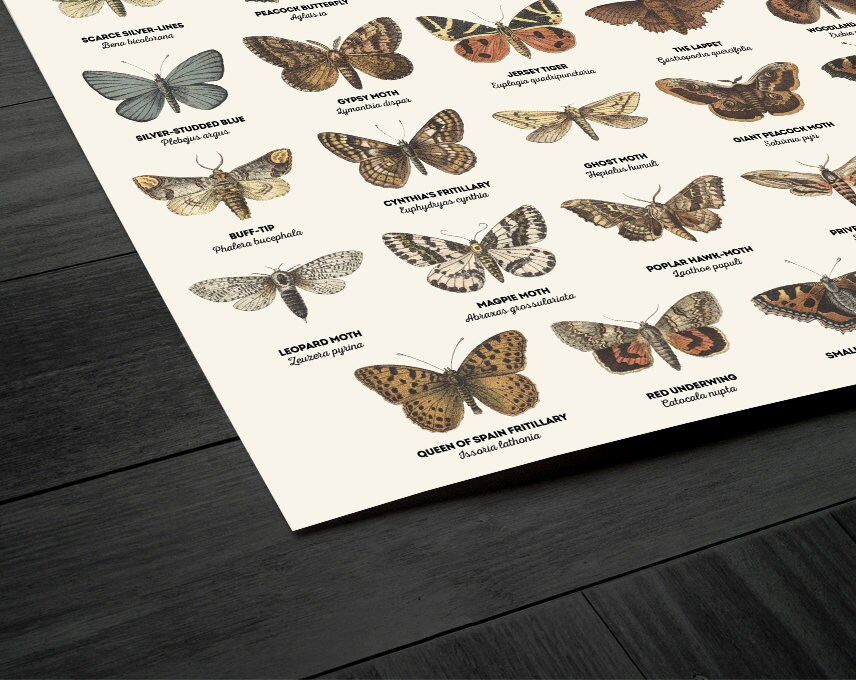 Butterflies and Moths Art Print Butterflies Wall Art Vintage Butterfly ...