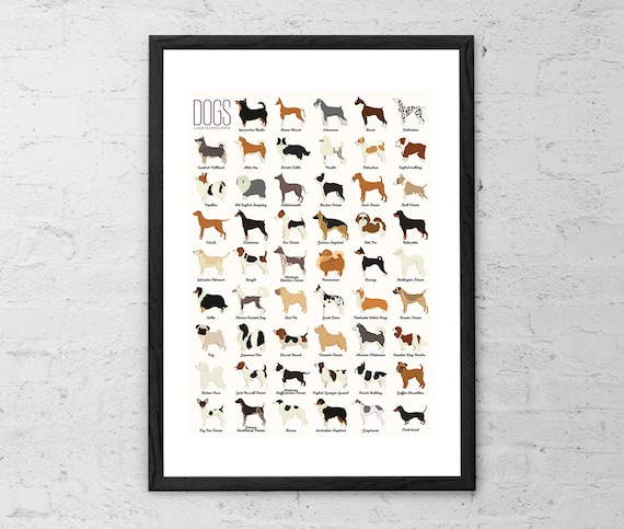 Akc Dog Breed Show Dogs Show Guide Dog Prints, Dog Identification