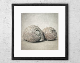 Seashells - Art Print - Still Life - Seashell Art - Seashell Wall Decor - Beach Decor - Vintage Coastal Wall Art - Fine Art Photography Gift