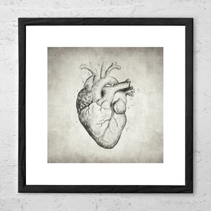 Heart Drawing - Anatomical Heart - Heart Poster - Vintage Heart - Vintage Anatomy - Medical Art - Heart Print - Anatomy Print - Love Heart