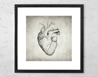 Heart Drawing - Anatomical Heart - Heart Poster - Vintage Heart - Vintage Anatomy - Medical Art - Heart Print - Anatomy Print - Love Heart