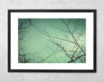 Quintessence - Art Print - Minimalistyczna fotografia przyrodnicza - Wydruk leśny - Sztuka ścienna przyrodnicza - Wydruk przyrodniczy - Sztuka drzew - Nowoczesny wystrój domu