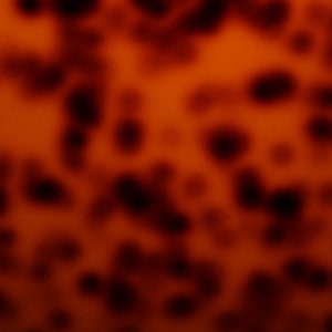 May include: Abstract background with a blurred, mottled pattern in shades of orange and brown.