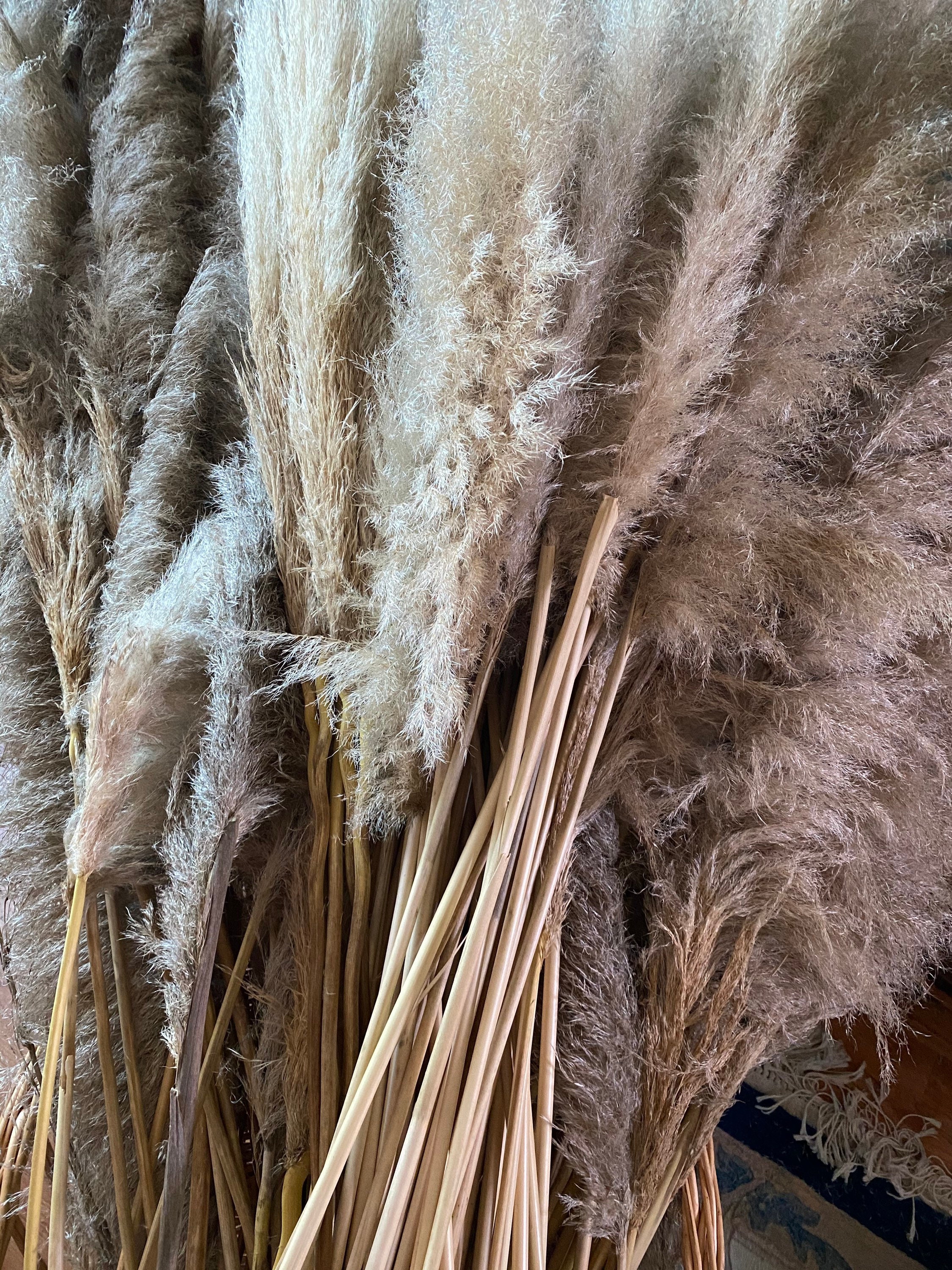 fluffy natural dried pampas grass LARGE Etsy