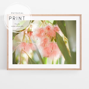 Australian floral photography wall art | Australian native flowers print | Pink eucalyptus blossoms print | Australian botanical home decor