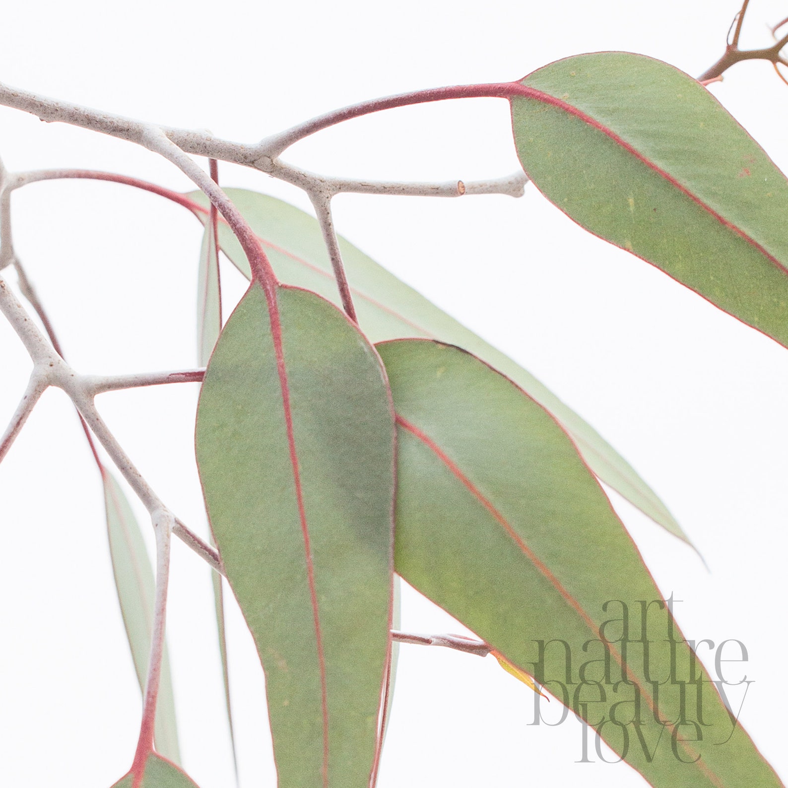 Gum leaves digital print green gum leaf closeup poster Etsy