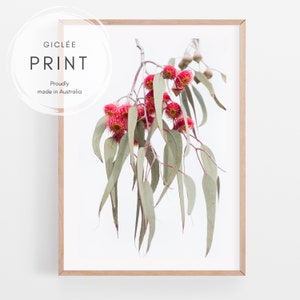 Gum blossom print | Australian botanical home decor | Eucalyptus flower photography | Australian native flowers wall art | Gum tree poster