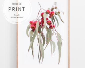 Red Eucalyptus flowers photography print | Australian bush wall art | Australian botanical home decor | Gum tree blossoms and leaves poster