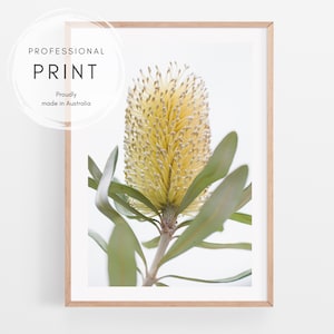 Banksia photography print | Australian banksia flower wall art | Australian native floral photography | Australian housewarming gift art