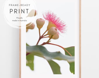 Minimalist Australian botanical wall art | Pink Gum blossom macro photography print | Eucalyptus decor art print | Pink Flowering gum poster