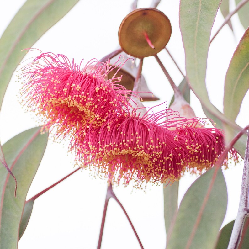 Minimalist Australian Wildflower Wall Art Framed Eucalyptus Blossom Art