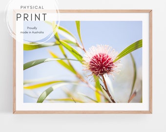 Red Australian native flowers print | Australiana botanical wall art | Australian floral photography | Australian photography physical print