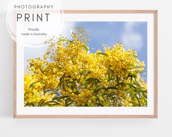 Australian Wattle wall art print | Australian native flowers home decor | Australian botanical photography picture | Wattle flower art print