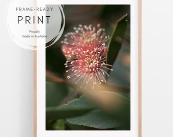 Australian flowers print | Australian botanical photography | Eucalyptus blossom picture | Gum tree wall art | Coral pink floral home decor