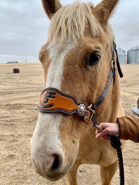 Pre-Stitched Fat Boy Bronc Halter Blank