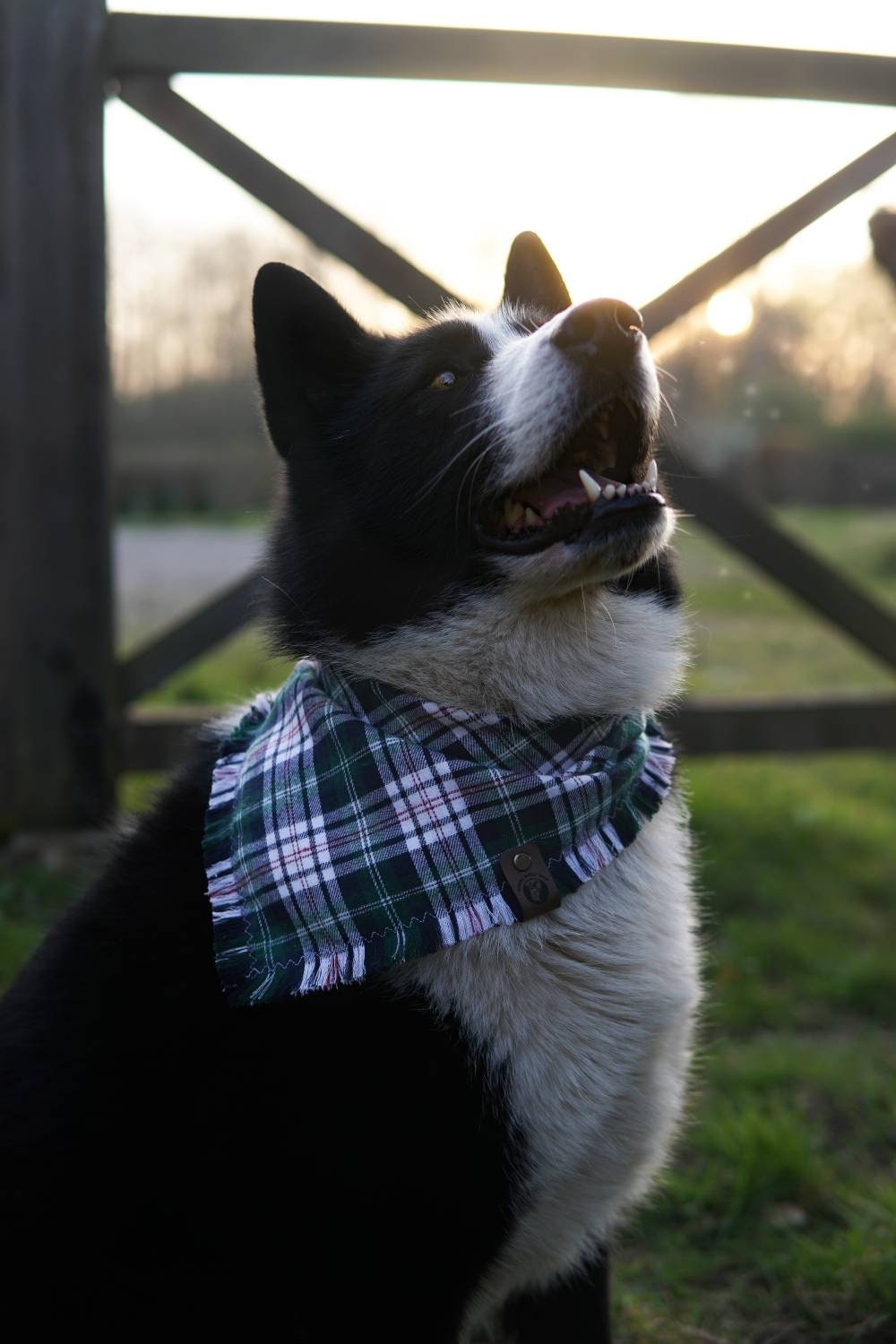 Bandana Nahele Édition Limitée.