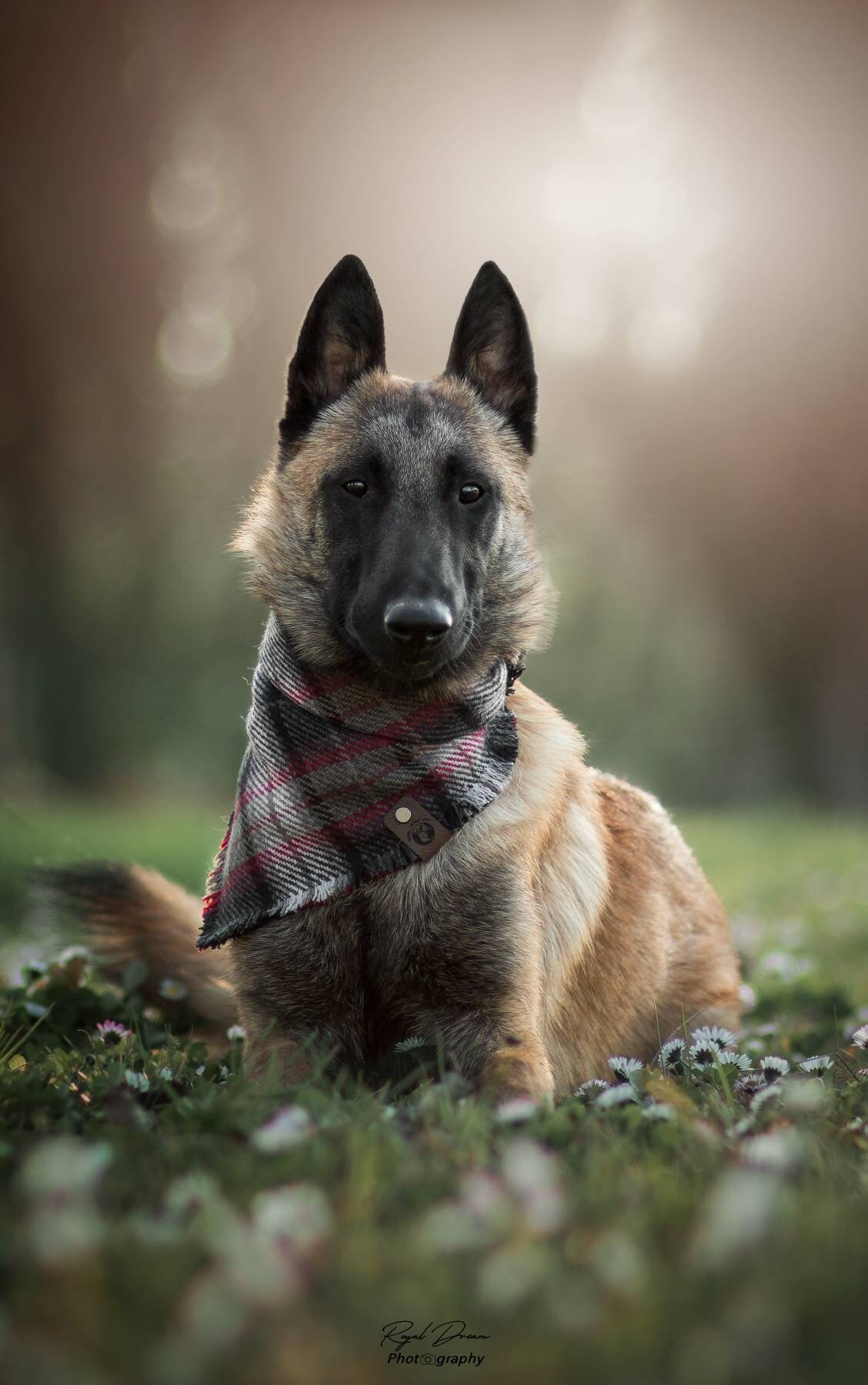 Bandana Dena Édition Limitée.