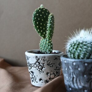 Cactus Plant Pot / Succulent Plant Pot, Small Indoor Planter, Oyster Shell Design, Glazed Stoneware image 3