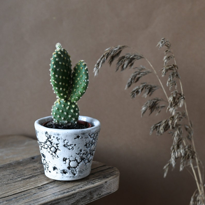 Cactus Plant Pot / Succulent Plant Pot, Small Indoor Planter, Oyster Shell Design, Glazed Stoneware image 1