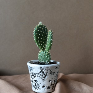 Cactus Plant Pot / Succulent Plant Pot, Small Indoor Planter, Oyster Shell Design, Glazed Stoneware image 2