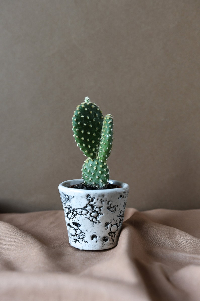 Cactus Plant Pot / Succulent Plant Pot, Small Indoor Planter, Oyster Shell Design, Glazed Stoneware image 2