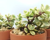 Portulacaria afra variegata - Variegated - Dwarf Jade - Elephant Bush - Bonsai Starter Succulent