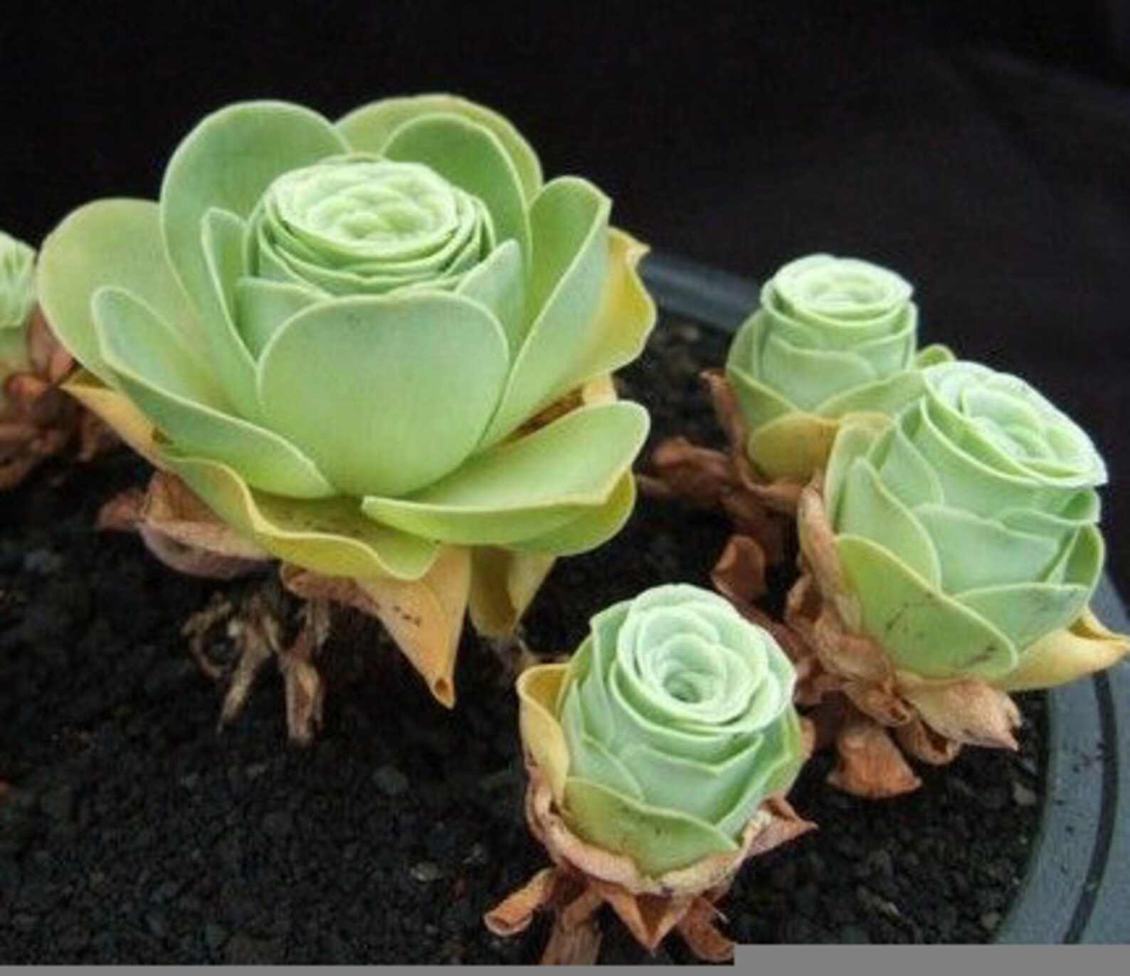 Greenovia aurea Tenerife 10 Succulent Seeds Rose Etsy