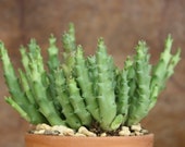 Stapelia divaricata - Starfish Flower - Carrion Flower Succulent Rare