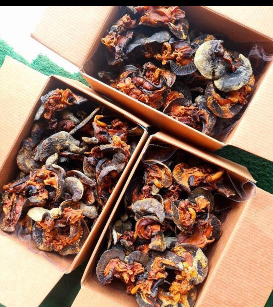 Oven Grilled Snails Bush Snails dry Snails Etsy